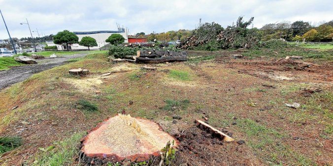 Les branches de pins abattus ont été regroupées sur le terrain, en attendant leur broyage. (Le Télégramme/Jean-Luc Padellec)